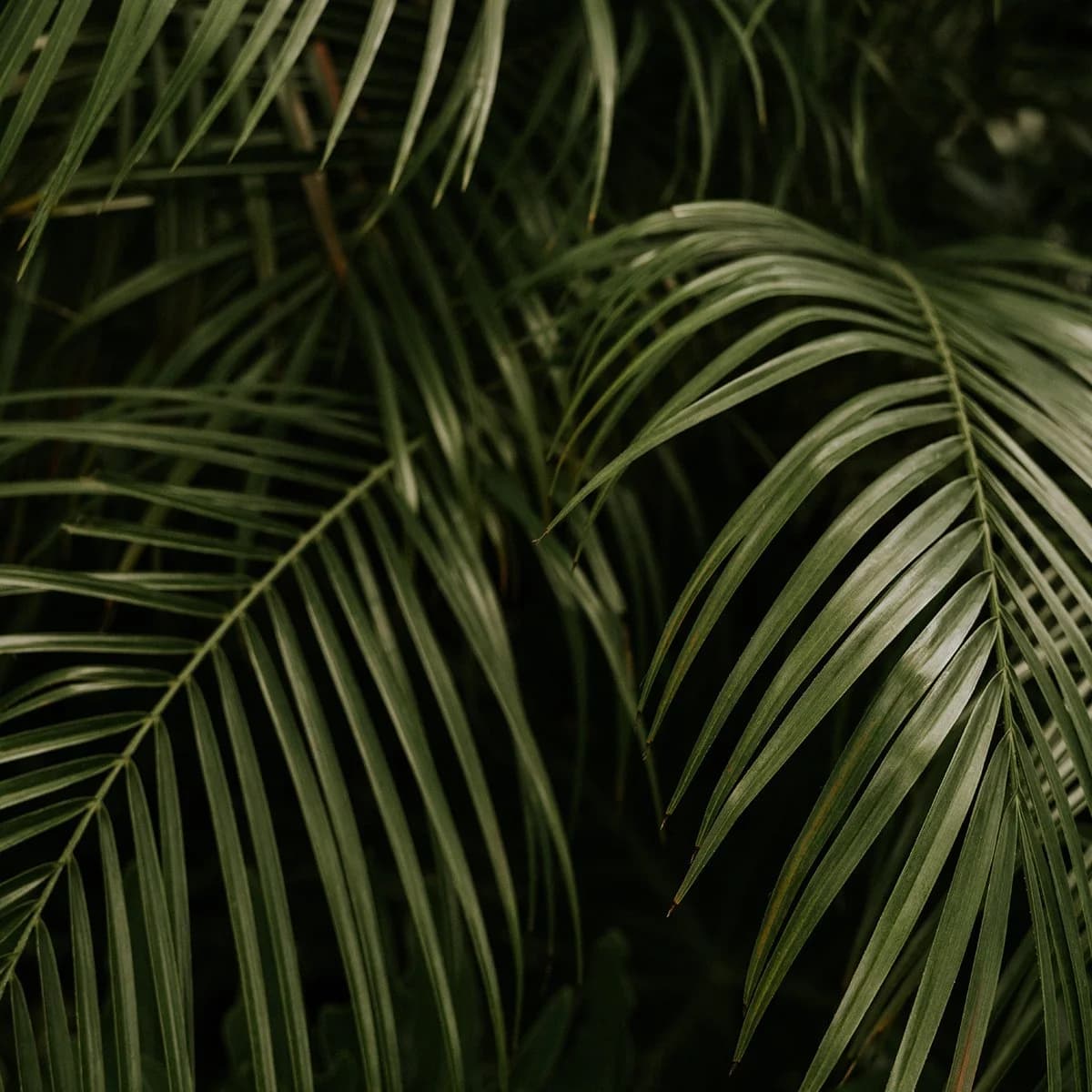cody board YW5EjYFYjfs unsplash