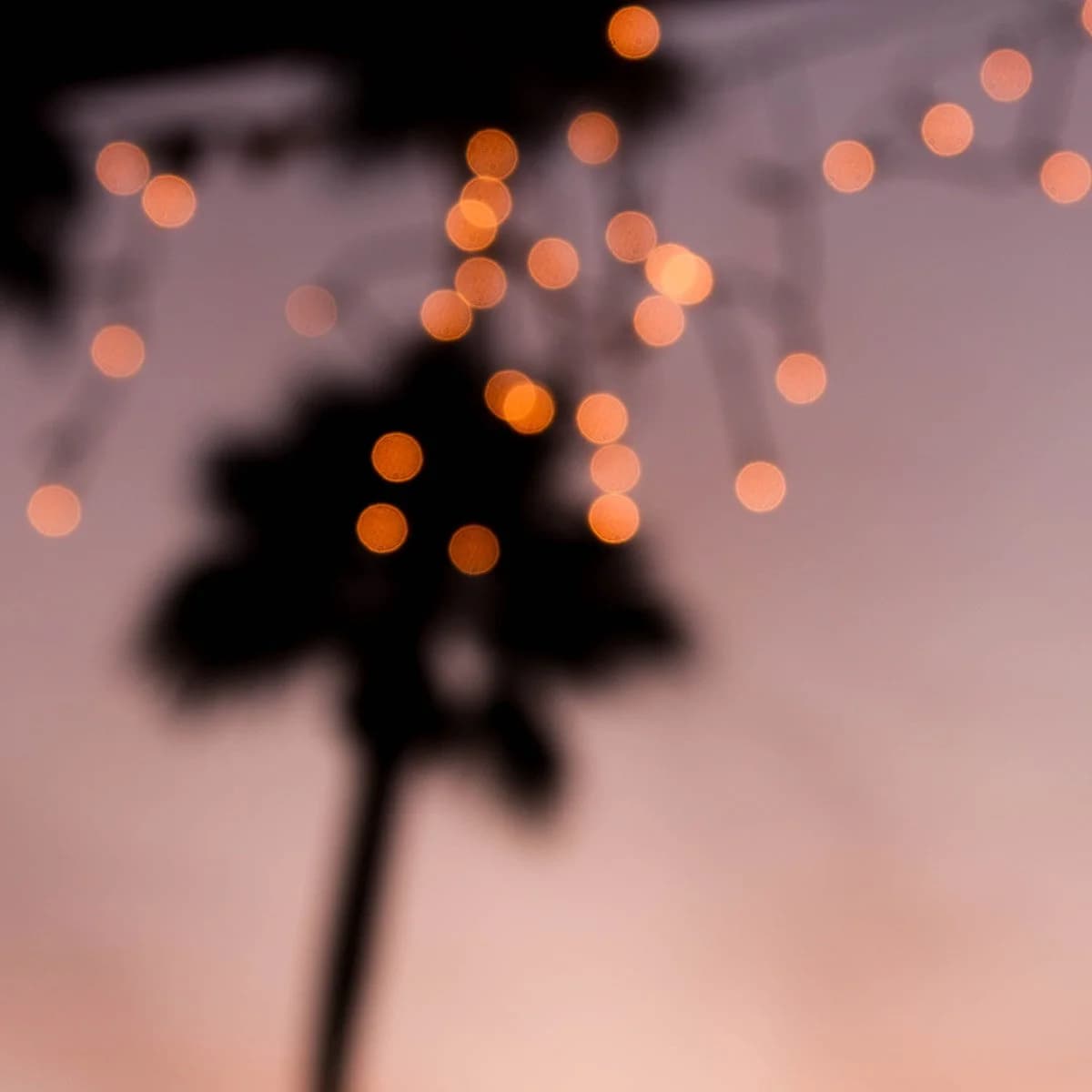 megan nixon IIe 344LkC0 unsplash